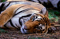 Resting Bengal tigress{Panthera tigris tigris} India Ranthambhore NP, Rajasthan. Bakola Ben