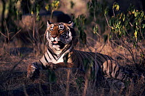 Resting Bengal tigress portrait {Panthera tigris tigris} India Ranthambhore NP, Rajasthan. Noorjahan