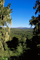 Aberdares NP with {Podocarpus} trees and {Hagenia} sp lichen, Kenya