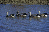 Four Blue winged geese {Cyanochen cyanopterus} on water, Bale Mountains National Park, Ethiopia, Vulnerable species
