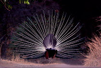 Rear view of male Peacock displaying {Pavo cristatus} Ranthambhore NP, Rajasthan India