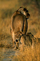 Lion cub following mother (Panthera leo) Etosha NP Namibia Southern Africa