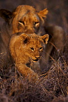 Lioness with two-month cub (Panthera leo) Phinda South Africa