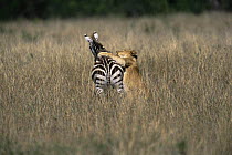 Lioness (Panthera leo) pulling down Zebra after successful hunt, Masai Mara GR, Kenya