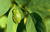 Pool frog {Rana lessonae} on leaf, Camargue, France