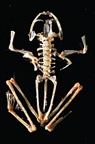 Pool frog {Rana lessonaie} skeleton bones R, meridionalis