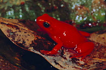 Golden mantella frog {Mantella aurantiaca} Perinet Reserve, Madagascar - leaf litter