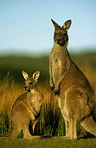 Mother and young Eastern grey kangaroo portrait {Macropus giganteus} Australia