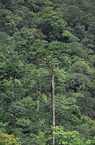 Tropical rainforest along Carrao river, Canaima National Park, Venezuela, S America