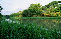 River landscape, Hato San Antonio, Arismende, Venezuela, South America