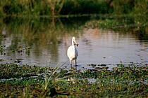 Great egret with piranha in beak {Ardea alba} Ibera marshes, North Argentina