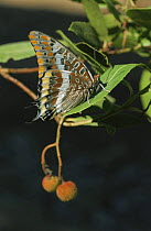 Two tailed pasha butterfly {Charaxes jasius} on leaf, Sardinia