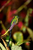 Long tailed sylph male {Aglaiocercus kingi} San Isidro, Ecuador