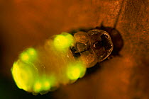 Firefly glowing {Lamprohiza splendidula} Germany
