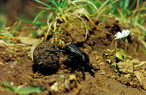 Dung/Scarab beetle rolling dung {Scarabaeus laticollis} Sardinia