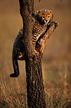 Cheetah cub climbing {Acinonyx jubatus} Masai Mara, Kenya