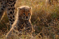 Cheetah cub {Acinonyx jubatus} Masai Mara, Kenya