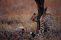 Cheetah scent marking tree, with cub nearby {Acinonyx jubatus} Masai Mara, Kenya