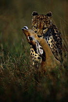 Cheetah suffocating Gazelle prey {Acinonyx jubatus} Masai Mara, Kenya
