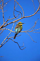Rainbow bee-eater {Merops ornatus} Kununurra, Western Australia