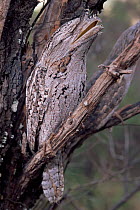 Tawny frogmouth (northern form) roosting {Podargus strigoides phalaenoides} Western Australia.