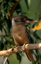 Blue winged kookaburra {Dacelo leachii} Northern frim,  Darwin, Australia Northern Territoritory