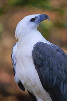 White bellied sea eagle {Haliaeetus leucogaster} Northern Territory, Australia