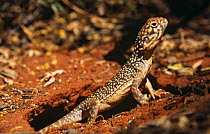 Central netted dragon lizard at burrow (Amphibolurus nuchalis) Uluru NP, Northern Territory, Australia