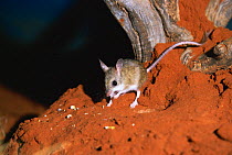 Spinifex hopping mouse {Notomys alexis} Central Australia