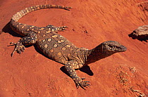 Perentie {Varanus giganteus} Northern Territory, Australia, Alice Springs Reptile Park - largest Australian monitor lizard