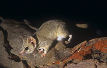 Kowari {Dasyuroides byrnei} Captive, from Central Australia, vulnerable