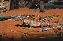 Rough knob tailed gecko {Nephrurus asper} captive, Central Australia
