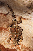 Thorny devil {Moloch horridus} Captive, Australia