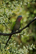 Princess parrot {Polytelis alexandrae} Captive, Alice, Northern Territory, Australia