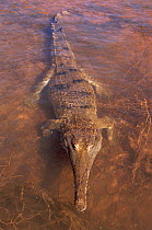 Australian freshwater crocodile {Crocodylus johnsoni} Lake Argyle, Western Australia