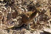 Wallaroo / Euro {Macropus robustus woodwardi} camouflaged against rocks, Lake Argyle, Kimberley, Western Australia