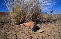 Northern blue tongued skink, Kimberley, W. Australia, flashing tongue in warning