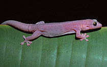 Northern dtella / gecko {Gehyra australis} Western Australia