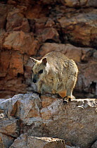 Short eared rock wallaby (Petrogale brachyotis brachotis) Kimberley, Western Australia