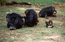 Chimpanzee group {Pan troglodytes} adults allo grooming, baby playing by itself, Gombe NP, Tanzania, East Africa