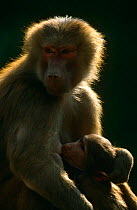 Hamadryas baboon, mother suckling young {Papio hamadryas} Africa, Captive, backlit