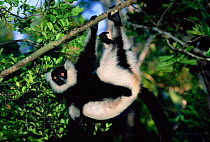 Black & white rufted lemur {Varecia variegata} Nosy Mangabe Res, Madagascar