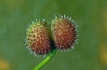 Goose grass /Common cleaver / Sticky willie {Galium aparine} Fruits showing hooks. UK summer