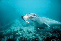 Leopard seal {Hydrurga leptonyx} with Adelie penguin prey underwater, Antarctica