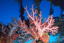 Soft coral {Dendropnephthya sp} growing on a Japanese World War Two shipwreck in Truk Lagoon, Micronesia