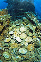 Mushroom corals (Alcyonacea) growing on Japanese World Wat Two shipwreck in Truk Lagoon, Micronesia