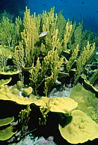 Jewel tip coral {Porites attenuata} and Sea fan, Great barrier reef, Australia