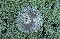 Tube worm (Sabellidae) on hard coral (Euphyllia ancora) Sulawesi