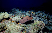 Giant moray eel {Gymnothorax javanicus} Red Sea