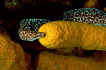 Spotted moray eel and sponge {Gymnothorax moringua} Dominica Republic